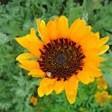 Arctotis fastuosa 'Sunday'
